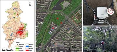 Vertical evaluation of air quality improvement by urban forest using unmanned aerial vehicles